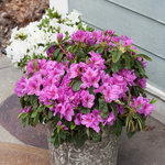 Azalea Bloom-A-Thon Dbl.Lavendar — photo 1