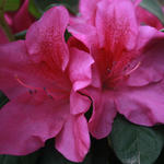 Azalea Bloom-A-Thon Dbl.Lavendar — photo 2