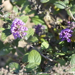 Buddlea Lo and Behold Blue Chip — photo 1