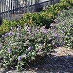 Buddlea Lo and Behold Blue Chip — photo 2