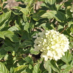 Hydrangea paniculata 'Little Lime' — photo 1