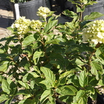 Hydrangea paniculata 'Little Lime' — photo 2