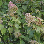 Hydrangea paniculata 'Phantom' — photo 1