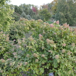 Hydrangea paniculata 'Phantom' — photo 2