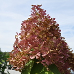 Hydrangea paniculata 'Phantom' — photo 3