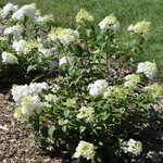 Hydrangea paniculata 'Vanilla Strawberry' — photo 1
