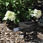 Hydrangea paniculata 'Vanilla Strawberry' — photo 2