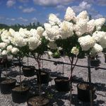 Hydrangea paniculata 'Vanilla Strawberry' — photo 3