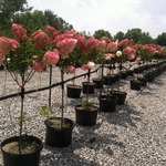 Hydrangea paniculata 'Vanilla Strawberry' — photo 4