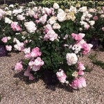 Hydrangea paniculata 'Vanilla Strawberry' — photo 5