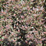 Calocarpus 'Little Devil' — photo 1