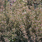 Calocarpus 'Little Devil' — photo 3