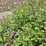 Syringa Boomerang Dark Purple — photo 2