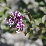 Syringa Boomerang Dark Purple — photo 3