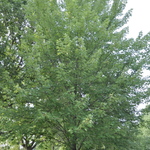 Acer x freemanii 'Autumn Fantasy' — photo 1