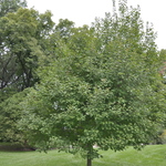 Acer Tararicum 'Hot Wings' — photo 1