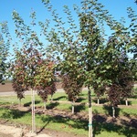 Acer truncatum x A. platanoides 'Norwegian Sunset' — photo 1