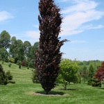 Fagus sylvatica 'Red Obelisk' — photo 1