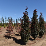 Fagus sylvatica 'Red Obelisk' — photo 2