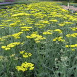 Achillea 'Moonshine' — photo 3