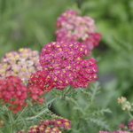 Achillea 'Paprika' — photo 3
