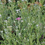 Achillea 'Red Beauty'' — photo 2