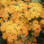 Achillea 'Terra Cotta' — photo 2
