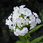 Phlox paniculata 'David' — photo 2