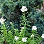 Phlox paniculata 'David' — photo 3
