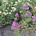 Phlox paniculata 'Nicky' — photo 3
