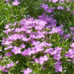 Phlox Subulata 'Emerald Pink' — photo 2