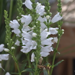 Physostegia virginiana Miss Manners — photo 2