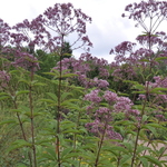 Physostegia virginiana Vivid — photo 2