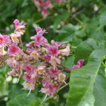 Aesculus hippocastanum 'Baumanii' — photo 3