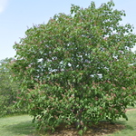 Aesculus hippocastanum 'Baumanii' — photo 4