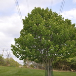 Aesculus globosa octandra — photo 4