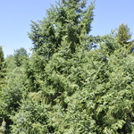 Picea omorika 'Nana' — photo 3