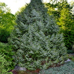 Picea omorika 'Nana' — photo 4