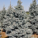Picea pungens Blue Select — photo 2