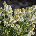 Pieris japonica Nocturne — photo 2