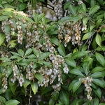 Pieris japonica Shojo — photo 3