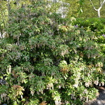 Pieris japonica Shojo — photo 4