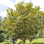 Aesculus carnea 'Fort McNair' — photo 3