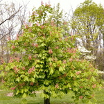 Aesculus carnea 'Fort McNair' — photo 4