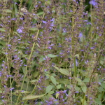 Agastache Purple Haze — photo 2