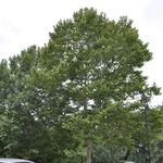 Platanus orientalis var. acerifolia 'Bloodgood' — photo 1