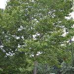Platanus orientalis var. acerifolia 'Bloodgood' — photo 2