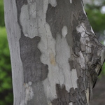 Platanus orientalis var. acerifolia 'Bloodgood' — photo 4