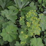Alchemilla Anemone 'Molles' — photo 1