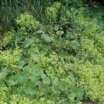 Alchemilla Anemone 'Molles' — photo 2